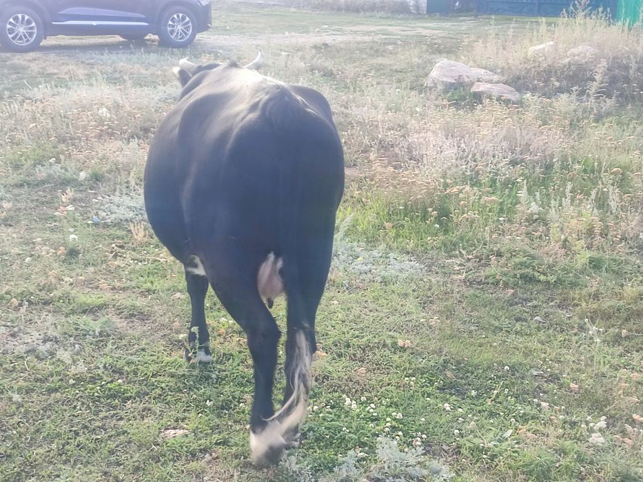 Продам корову, сиыр сатамын