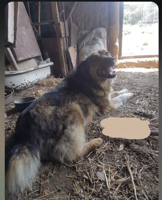 Немецкая авчарка