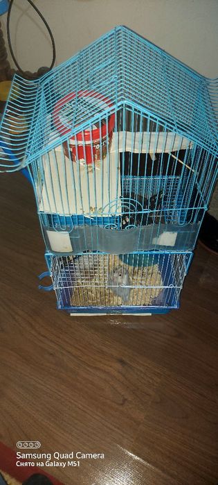 Хомяки с клеткой