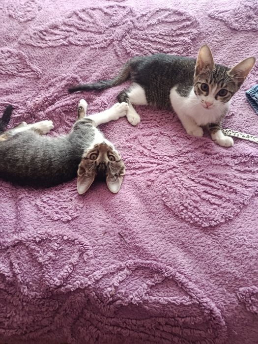 Котята в добрые, ответственные руки
