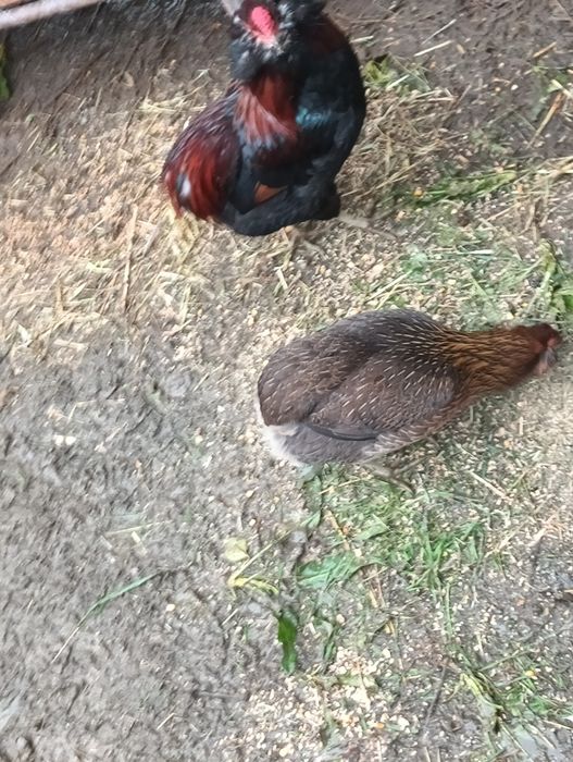 Vând cocoș și găină rasa Araumcana