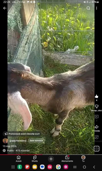 Tap agnolubian de vanzare. 100 euro.sau schimb cu cereale