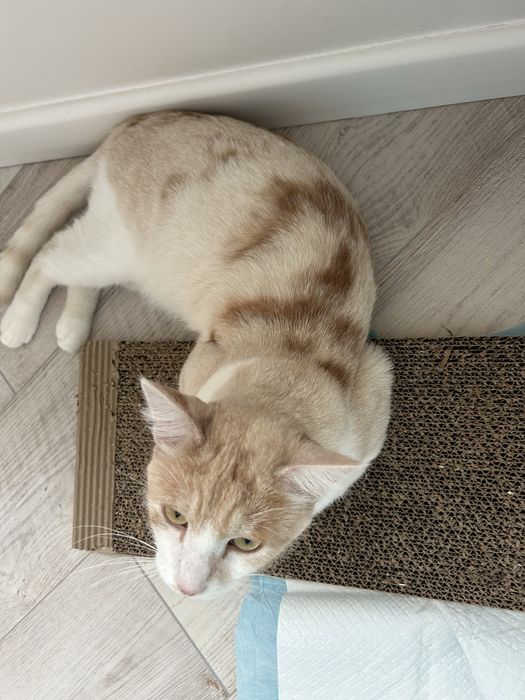 Отдам даром кот