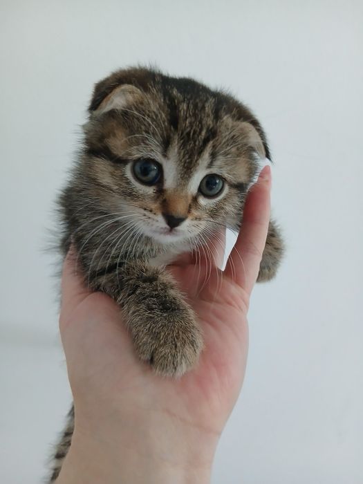 Пристраиваются котята
