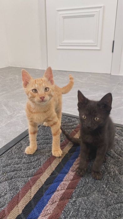 Отдам котят в добрые руки