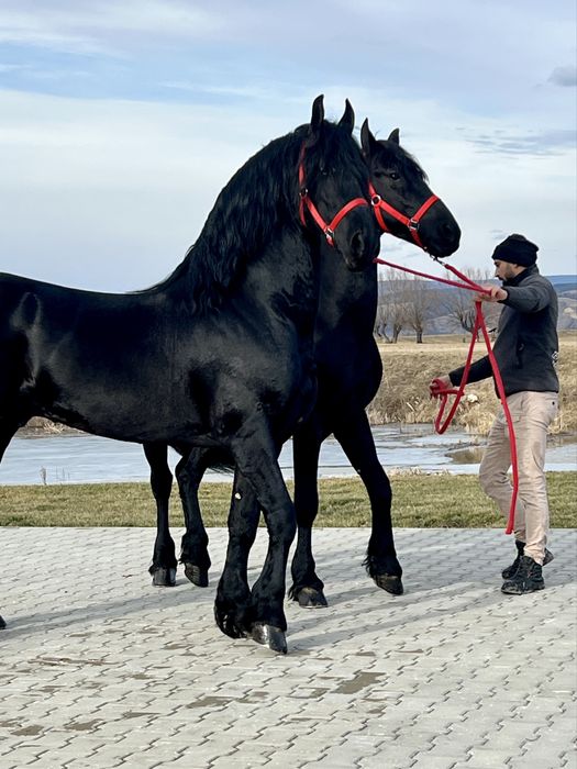 Friesieni Pereche Frizieni Echitatie Calarie