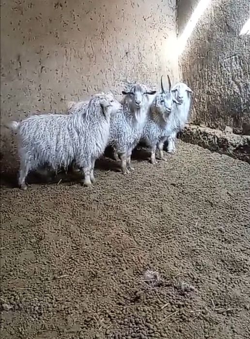 продам с доставкой коз барашеков