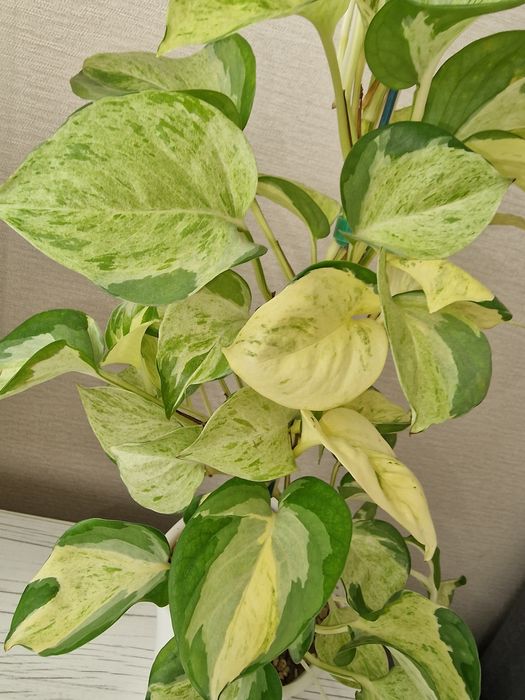 Комнатные цветы (адаптированные)