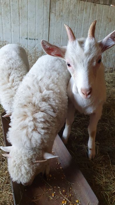 Iada/ ieduță Saanen