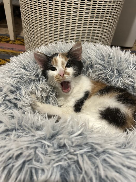 Отдам в добрые руки