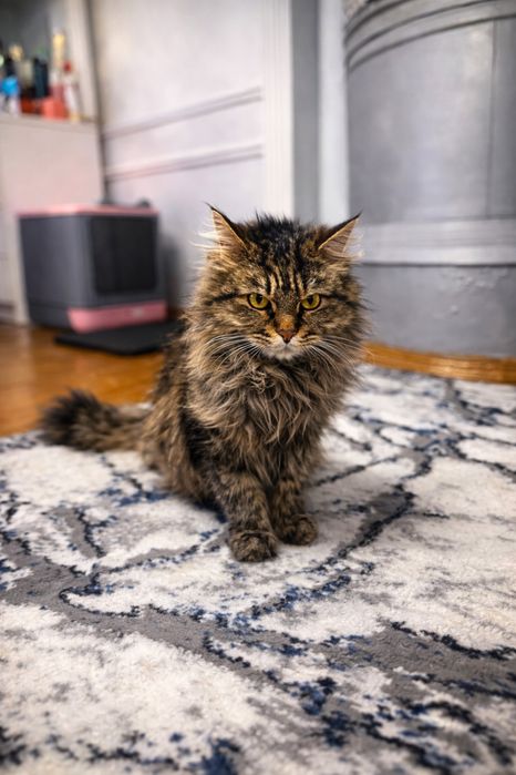 Meyn kun/ мейн кун/ mushik/ mushik bolasi/