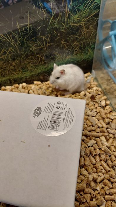 Хомяки из Зоомагазина