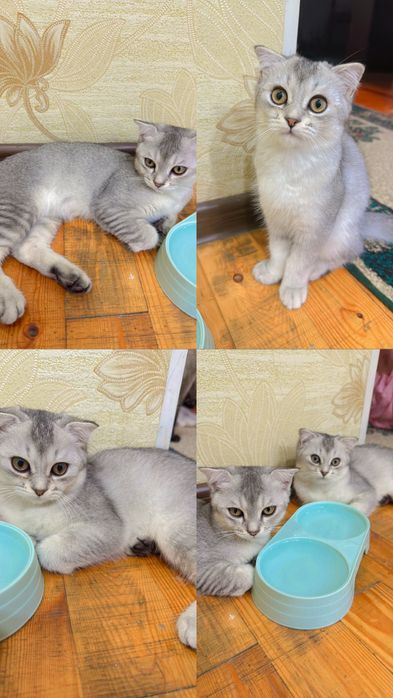 Продается серебристая шиншила