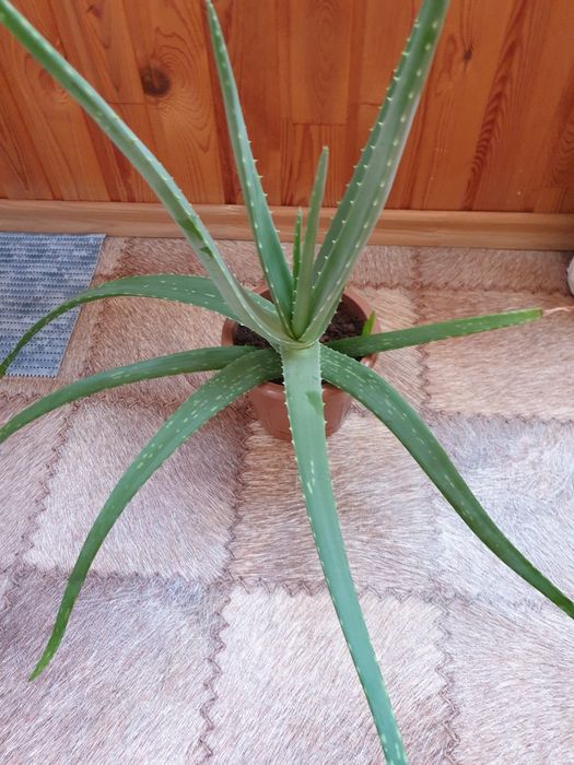 Продам цветок алоэ вера