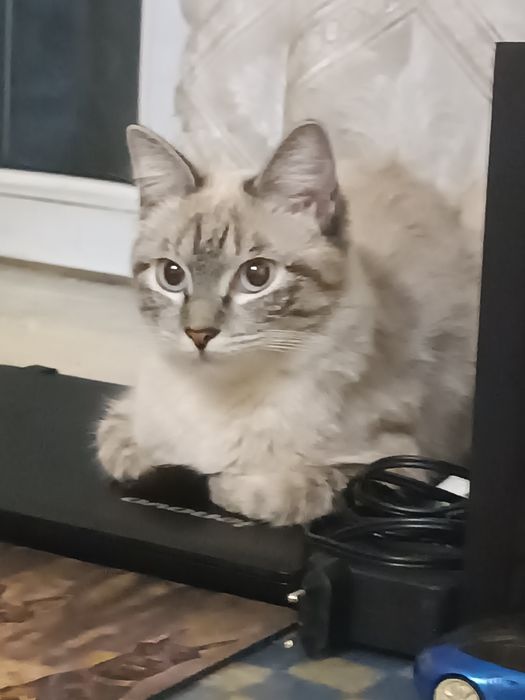 Отдам кошку в добрые руки