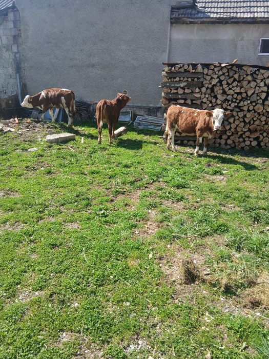 De vanzare vitele 7 luni!!!