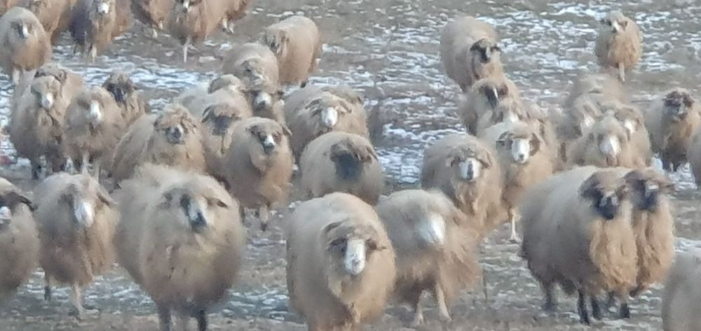 Vand Oi turcane +miei+berbeci
