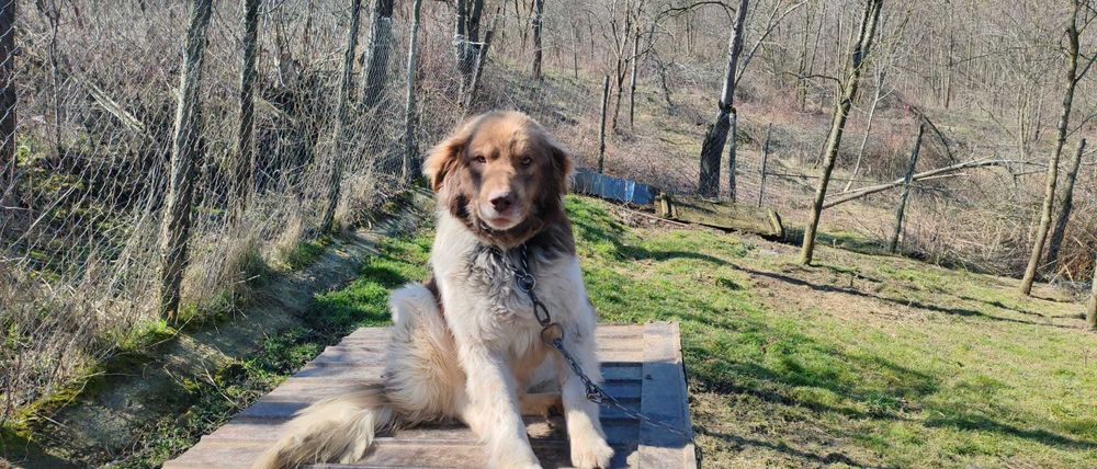 Rollo, pentru adoptie responsabila