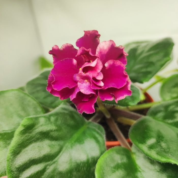 Продам фиалки разных сортов.