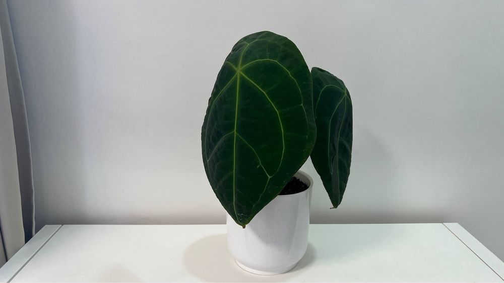 Anthurium Forgetii dark form (thai)