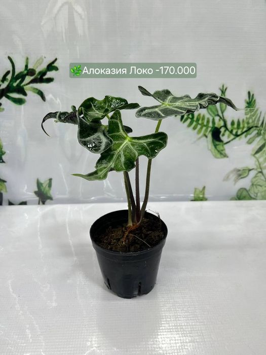 Алоказия  Локо и Алоказия Мандалай, Алоказия Бамбино