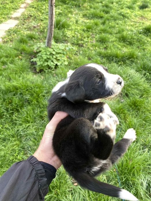 Кученца кохер шпаньол