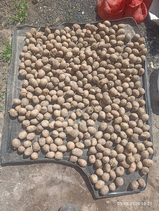 Семенной кортофель Астана