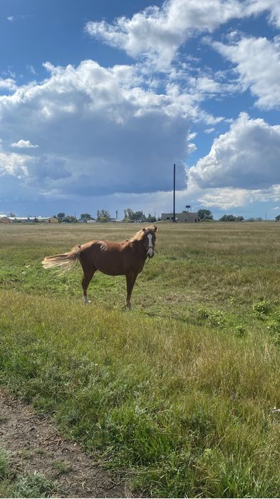 Айғыр сатылады 5 жасар жуас