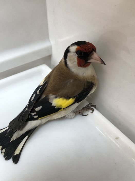 Щегол Зимник самец