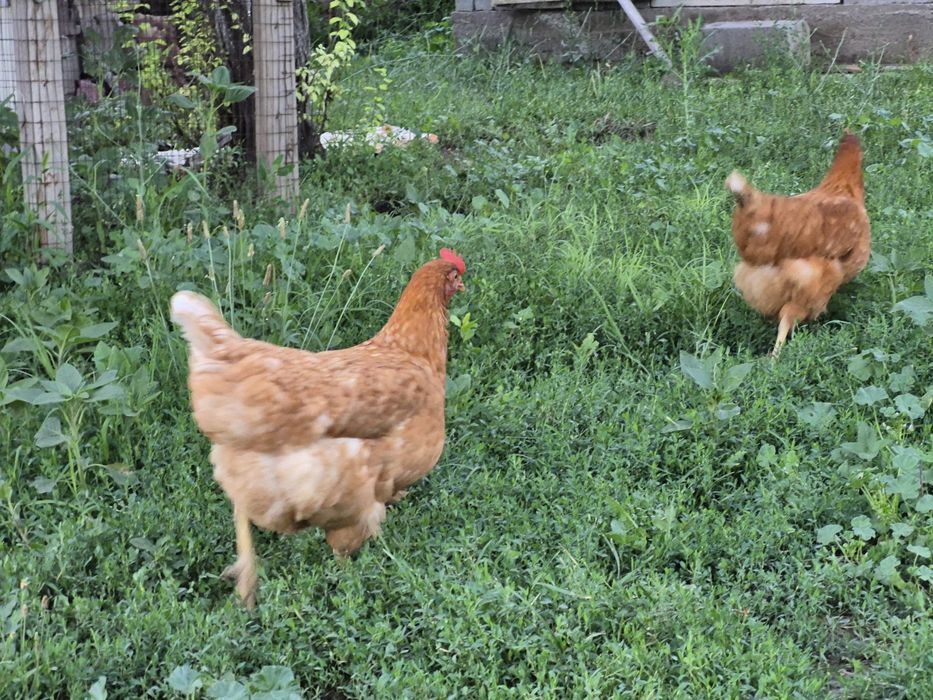Продам молодые куры здоровые