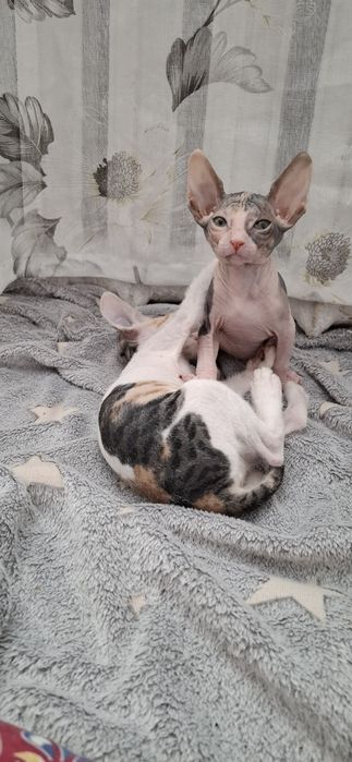 Котята донского сфинкса