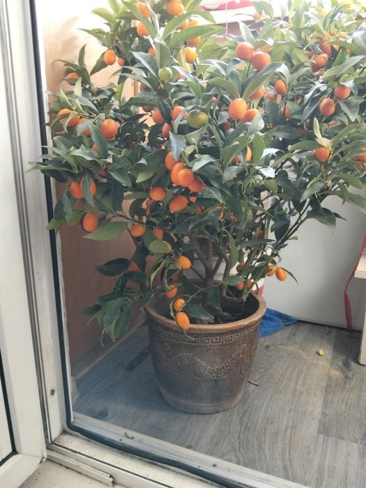 Продам дерево цитрус мандарин