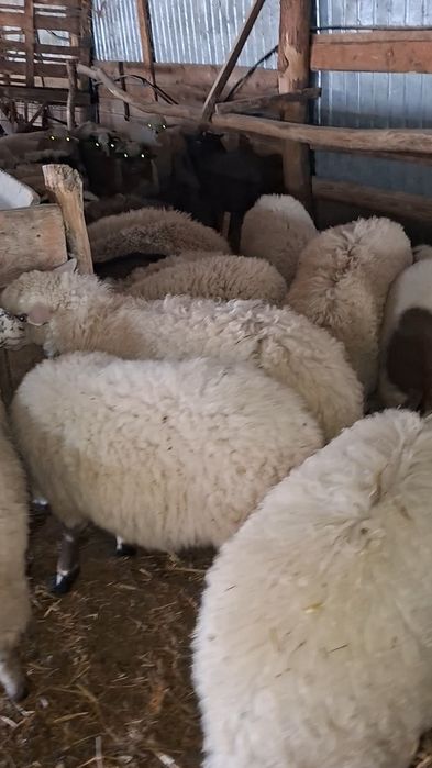 De vanzare miei pe stabulatie!