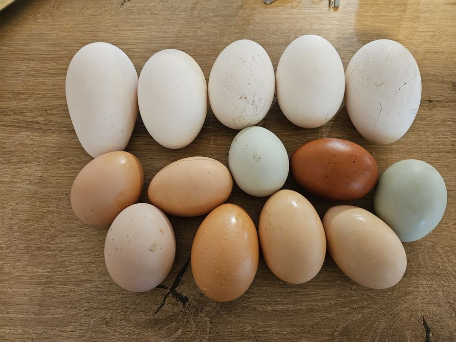 Vand oua : gaina, curca, rata, gasca