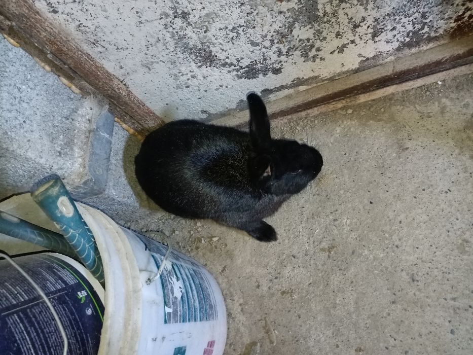 Үй қояны сатылады