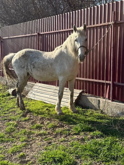 Продам кобыл с жеребенком и жеребую