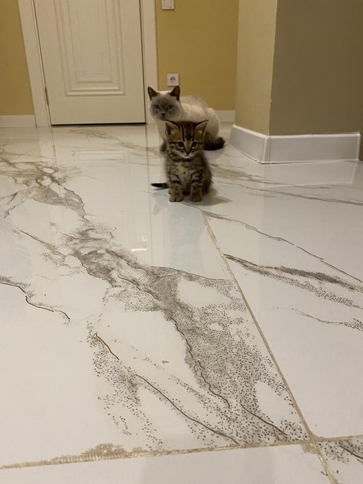 Продается котёнок срочно!!!