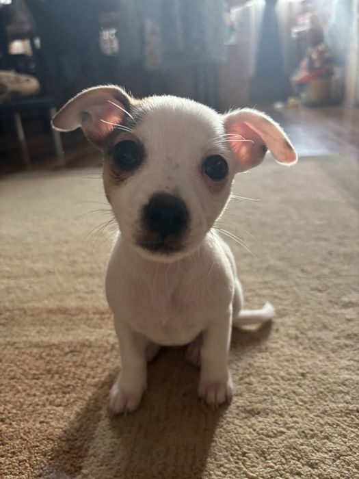 Мини джак ръсел женска налична 200 евро