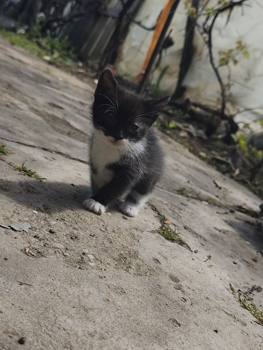 Donez 4 puiuți pisica