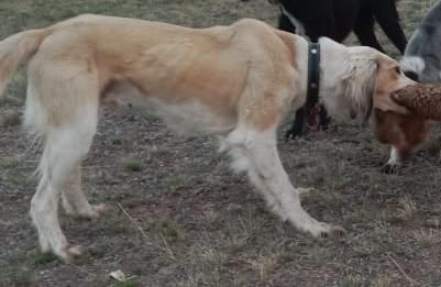 Осы арлан сатылады