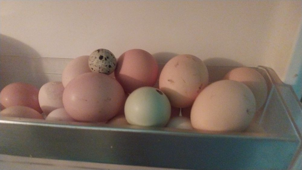 Продаются очень экологически чистые курочки,индюшки,индоутки,перепёлки