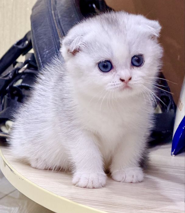 Шотланский Скоттиш Фолд! Шиншилла Серебро!