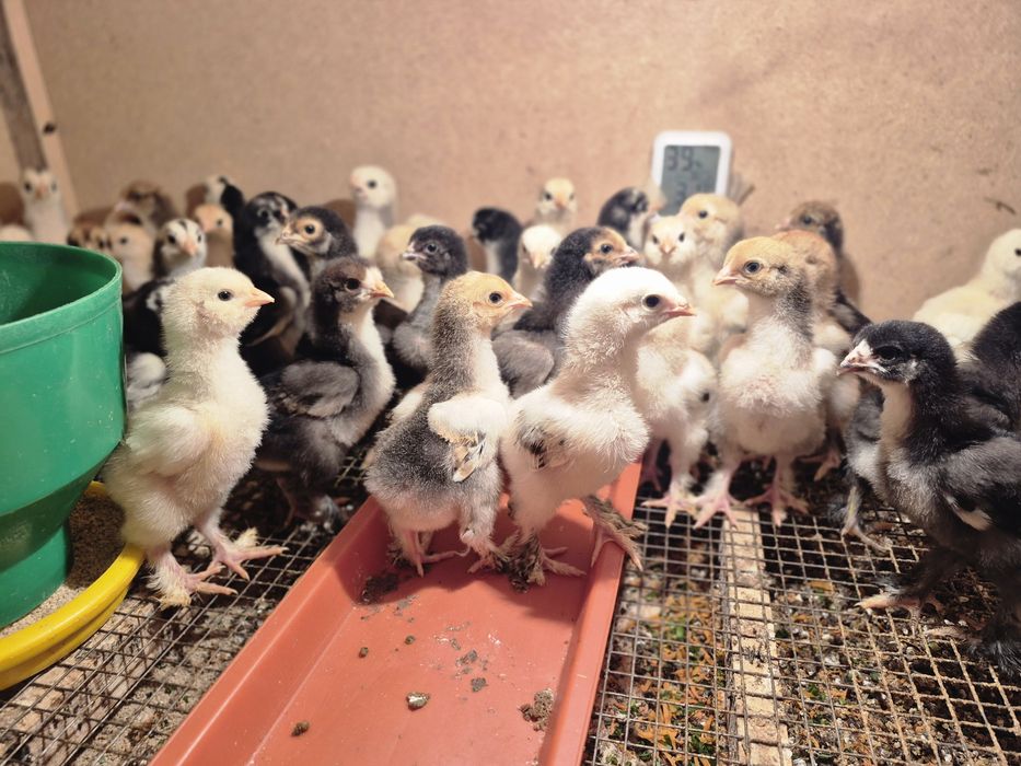 Brama joja va tovuq xorozlar