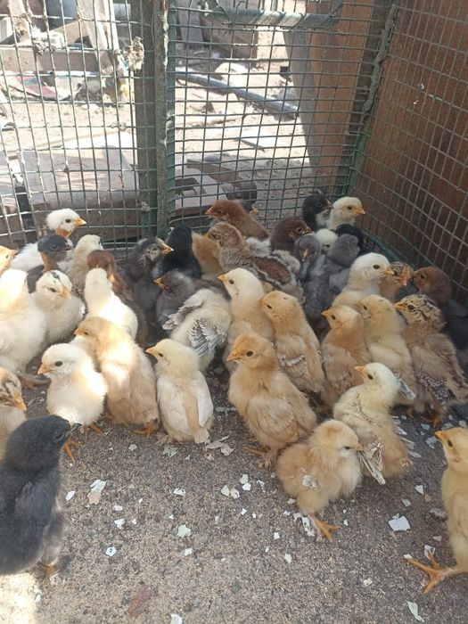 Vând puișiori de curte