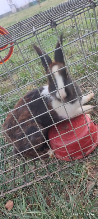 Quyon sotiladi,bitta erkegi ikkita ayoli(qornida bolasii bor) tug'ada