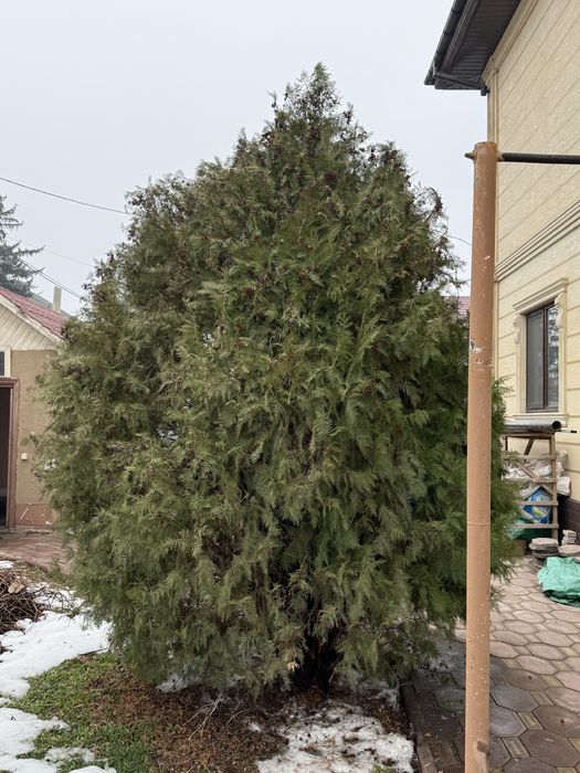 Продам красивые туи