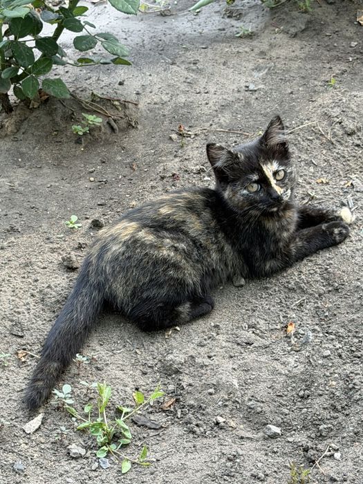 Отдам котят в хопошие руки