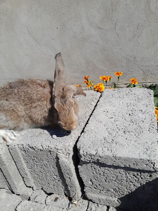 Самка ей 3 месяца