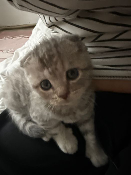 Вислоухий котёнок