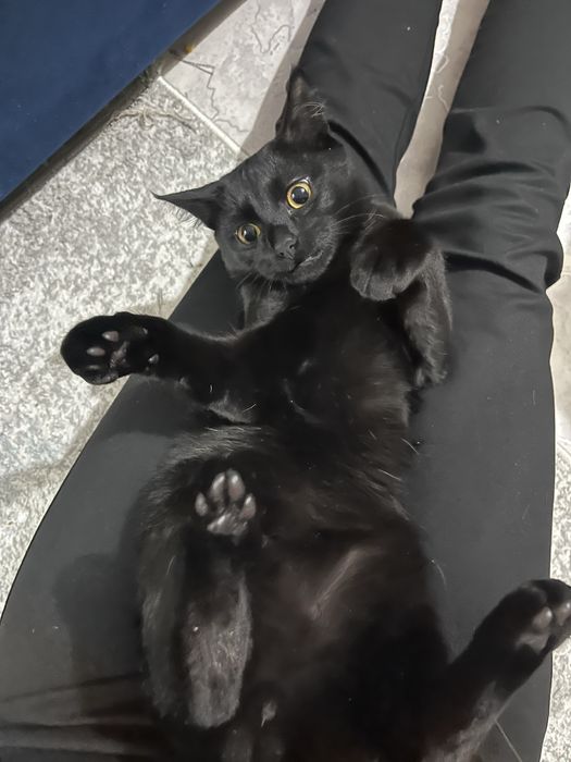 Отдам котенка подростка